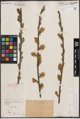 Foto von Salix cinerea L.